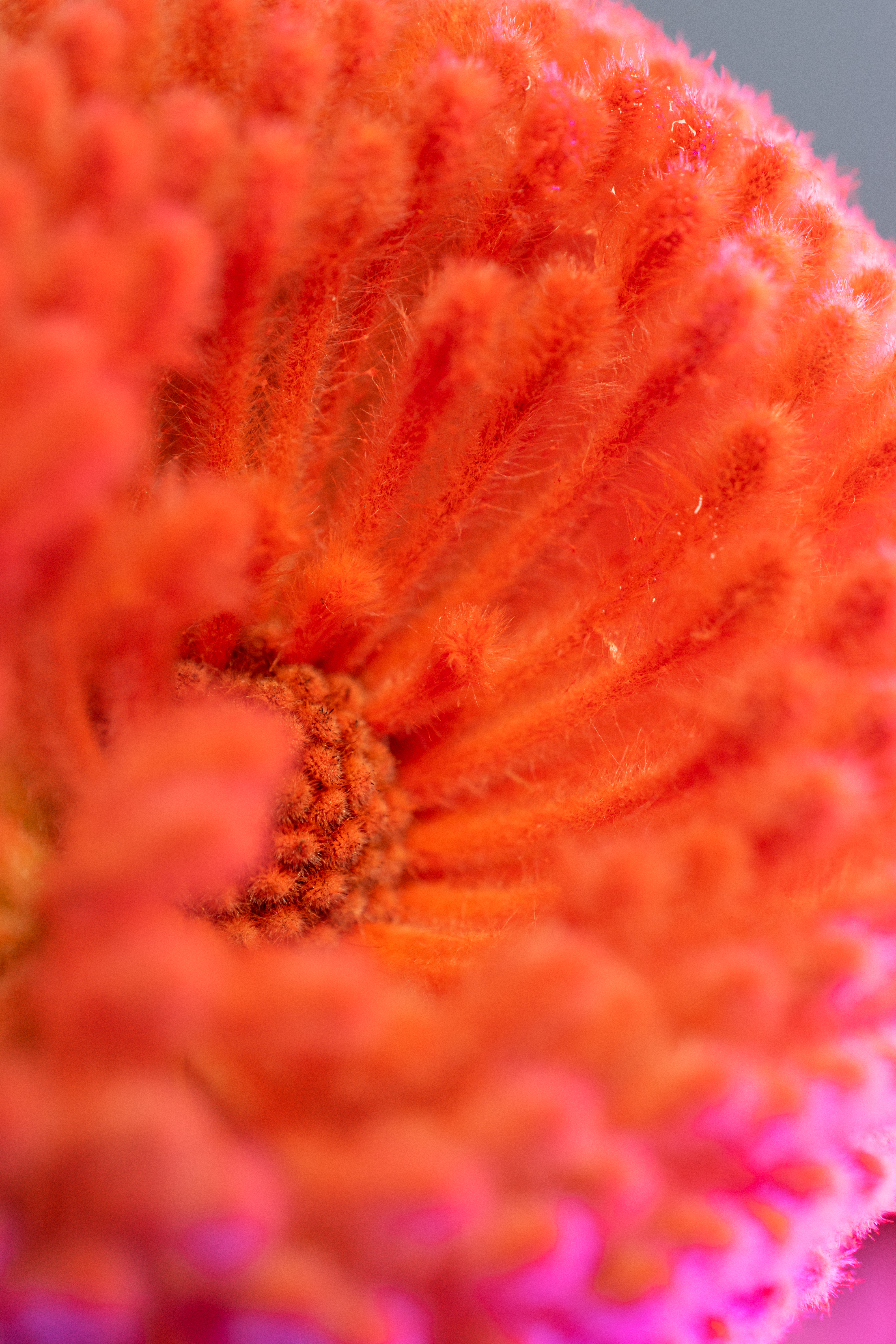 A macro photo of the top of a banksia